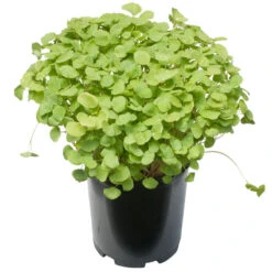 Buckwheat Seed (lb) -Brandt Butik scn600 a 1