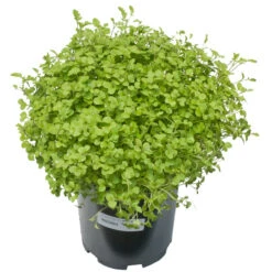 Mustard Mix Seed (lb) -Brandt Butik scn755 a 1