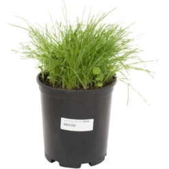 Peaceful Valley Basic Erosion Control Mix - Nitrocoated Seed (lb) -Brandt Butik sec100 a 2