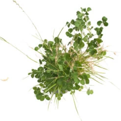 Peaceful Valley General Purpose Erosion Mix - Nitrocoated Seed (lb) -Brandt Butik sec200 d