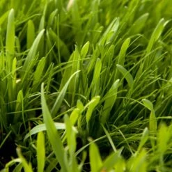 Peaceful Valley General Purpose Erosion Mix - Nitrocoated Seed (lb) -Brandt Butik sec200 web