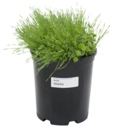 Peaceful Valley Premium Erosion Mix - Nitrocoated Seed (lb) -Brandt Butik sec300 a