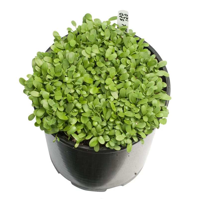 Peaceful Valley Low Rainfall Dryland Pasture Mix - Nitrocoated Seed (lb) 3 Peaceful Valley Low Rainfall Dryland Pasture Mix - Nitrocoated Seed (lb) - Billede 2