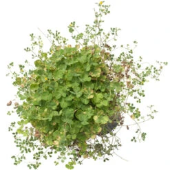 Peaceful Valley Low Rainfall Dryland Pasture Mix - Nitrocoated Seed (lb) 6 Peaceful Valley Low Rainfall Dryland Pasture Mix - Nitrocoated Seed (lb) -Brandt Butik spd120 d