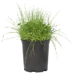 Fremhævede Produkter -Brandt Butik spd600 a 1