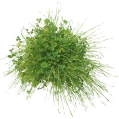 Peaceful Valley Sierra Foothill Dryland Mix - Nitrocoated Seed (lb) -Brandt Butik spd600 c