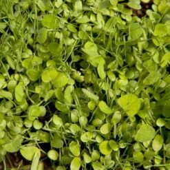 Peaceful Valley Sierra Foothill Dryland Mix - Nitrocoated Seed (lb) -Brandt Butik spd600 web