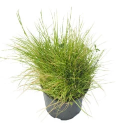 Fremhævede Produkter -Brandt Butik spi200 a