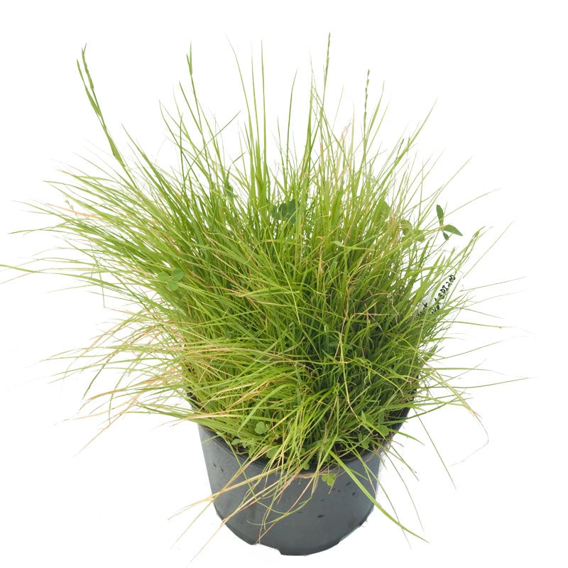 Peaceful Valley Bloat Resistant Irrigated Pasture Mix - Nitrocoated Seed (lb) 4 Peaceful Valley Bloat Resistant Irrigated Pasture Mix - Nitrocoated Seed (lb) - Billede 2