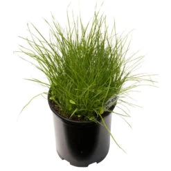 Peaceful Valley Irrigated Dairy Pasture Mix - Nitrocoated Seed (lb) -Brandt Butik spi300 a 1