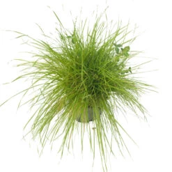 Peaceful Valley Irrigated Dairy Pasture Mix - Nitrocoated Seed (lb) -Brandt Butik spi300 a 2