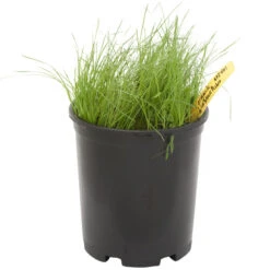 Brandt Butik -Brandt Butik spi400 a