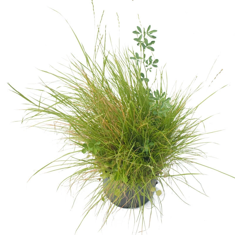 Peaceful Valley Premium Horse Irrigated Pasture Mix - Nitrocoated Seed (lb) 5 Peaceful Valley Premium Horse Irrigated Pasture Mix - Nitrocoated Seed (lb) - Billede 3