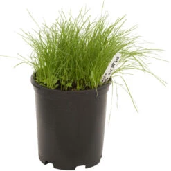 Peaceful Valley Premium Horse Irrigated Pasture Mix - Nitrocoated Seed (lb) 6 Peaceful Valley Premium Horse Irrigated Pasture Mix - Nitrocoated Seed (lb) -Brandt Butik spi600 c