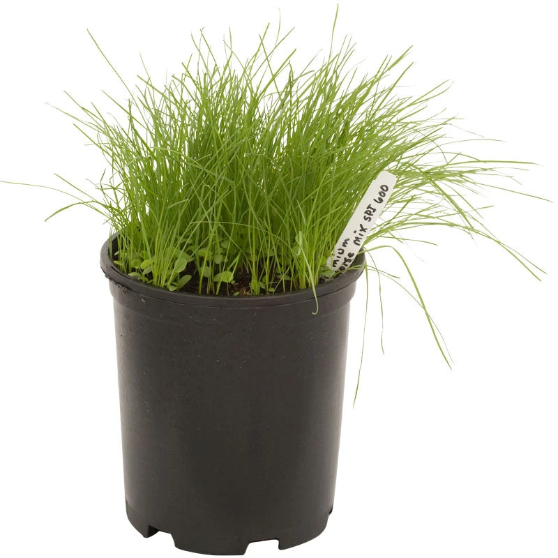 Peaceful Valley Premium Horse Irrigated Pasture Mix - Nitrocoated Seed (lb) 4 Peaceful Valley Premium Horse Irrigated Pasture Mix - Nitrocoated Seed (lb) - Billede 2