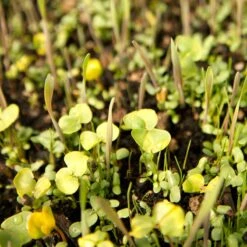 Peaceful Valley Omega-3 Chicken Forage Blend For Irrigated Land - Nitrocoated Seed (lb) 13 Peaceful Valley Omega-3 Chicken Forage Blend For Irrigated Land - Nitrocoated Seed (lb) -Brandt Butik spi800 web3