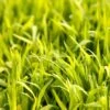 Sudangrass Seed (lb) -Brandt Butik sudangrass seed lb