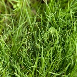 Peaceful Valley Kaleidoscope Meadow Mix - Seed (lb) -Brandt Butik swf2112 2 web