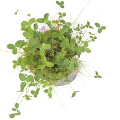 Peaceful Valley Kaleidoscope Meadow Mix - Seed (lb) -Brandt Butik swf2112 b