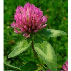 Organic Red Clover - Raw Seed (lb) -Brandt Butik untitled 1