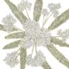 Yarrow, White (lb) 1 Yarrow, White (lb) -Brandt Butik yarrow white lb