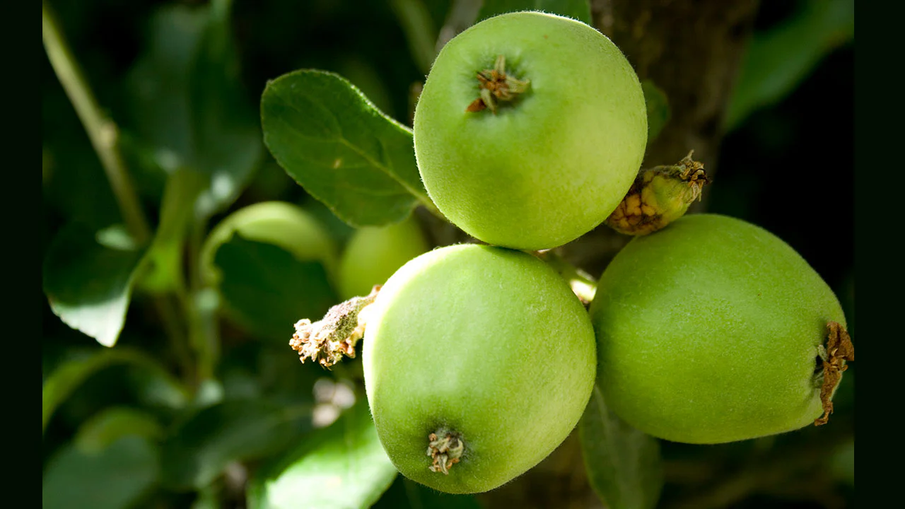 Brandt Butik -Brandt Butik apples 1280x720 70e12aae dec1 42d7 b257 d9d8b8645191